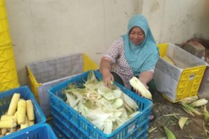 IPB OVOC IPB OVOC, Sayur, COVID-19