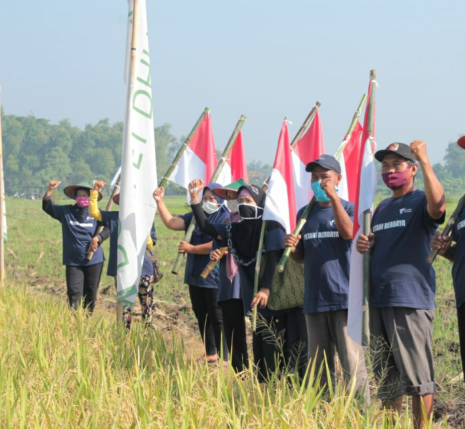 Dompet Dhuafa, Panen Perdana, Padi Organik, Corona