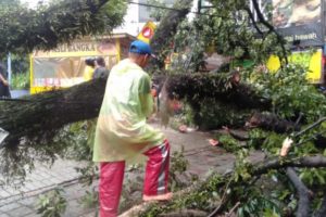 Pohon Tumbang Hujan, Pohon Tumbang, BPBD,