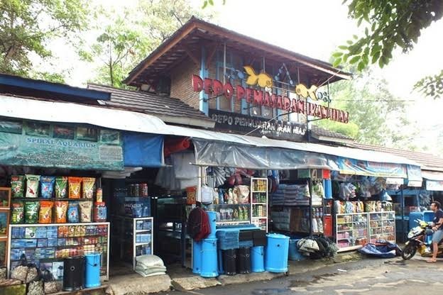 Depo pemasaran ikan hias ikan hias, Kota Bogor