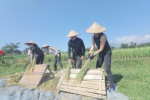 Wali Kota Bogor Bima Arya Bima Arya, Luna Maya, Panen, Padi