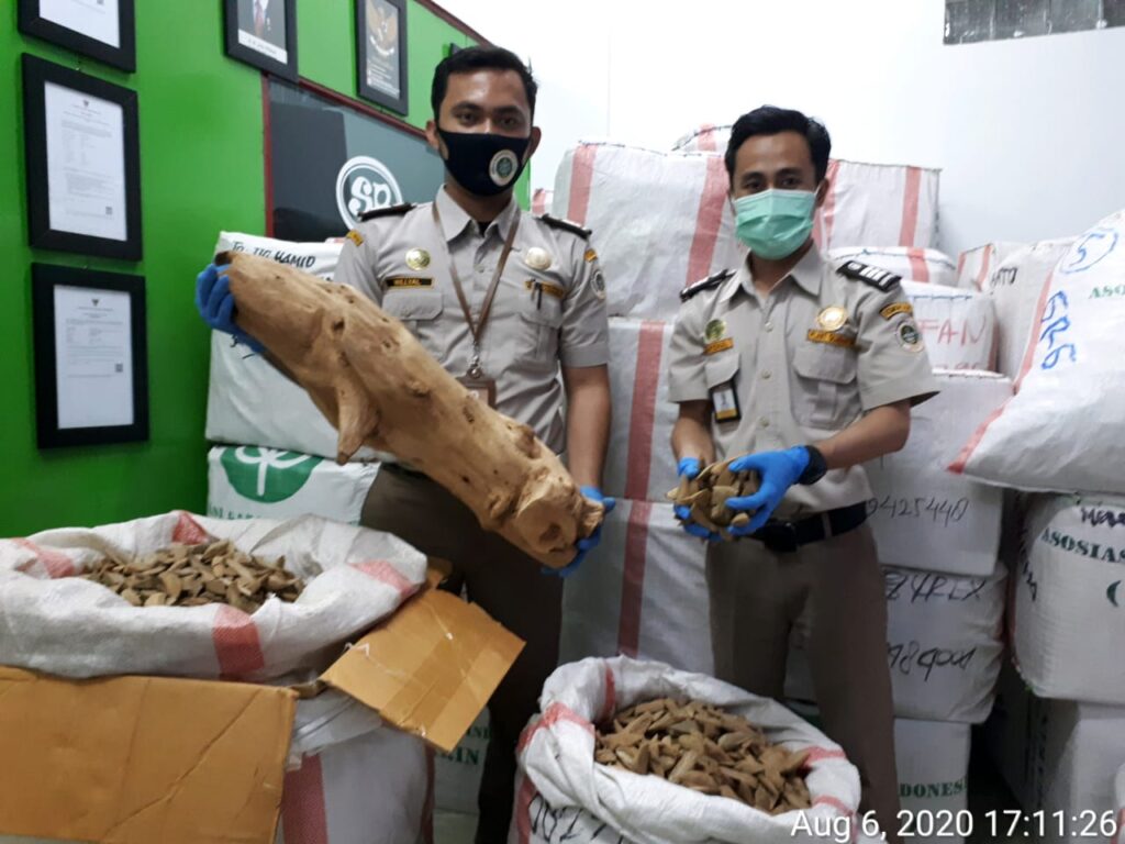 Alek Mawardi Alek Mawardi, Karantinia Merauke, Gaharu