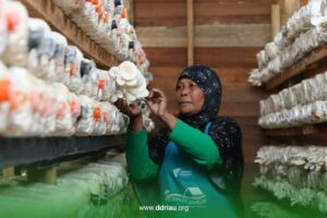 Roemah Jamur Alam Panjang, Dongkrak Ekonomi di Tengah Pandemi Roemah Jamur Alam Panjang, Dongkrak Ekonomi di Tengah Pandemi