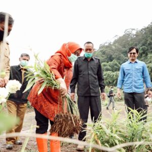 Mapay Lembur: Bupati Bogor ikut Panen Jahe Merah Mapay Lembur, Bupati Bogor, Panen, Jahe Merah
