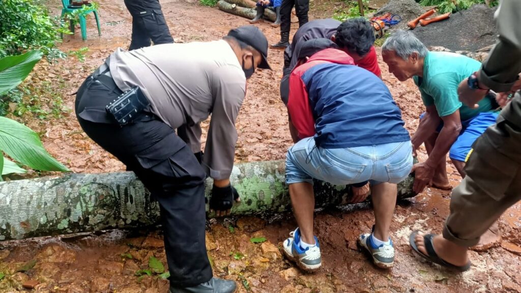 Polsek Cileungsi Bantu Rumah Warga Tertimpa Pohon Polsek Cileungsi, Rumah Warga, Pohon Tumbang