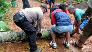 Polsek Cileungsi Bantu Rumah Warga Tertimpa Pohon Polsek Cileungsi, Rumah Warga, Pohon Tumbang
