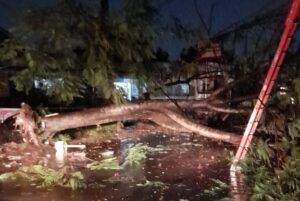 YPSI-KSJI Bantu Tangani Pohon Tumbang di Karadenan YPSI-KSJI, Pohon Tumbang, Karadenan
