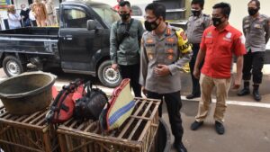 Polres Bogor Bekuk 9 Pelaku Sabung Ayam Polres Bogor, Sabung Ayam, AKBP Harun