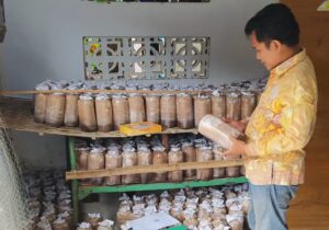 Manfaatkan Peluang, Afiful Wadud Kembangkan Budidaya Jamur Tiram Peluang, Afiful Wadud, Budidaya, Jamur Tiram