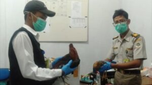 Karantina Merauke Tahan 2 Ekor Ayam dari Kapal Penumpang Karantina Merauke, Merauke, Ayam, Kapal Penumpang