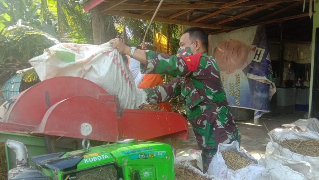 Wujudkan Ketahanan Pangan, Babinsa di Sambas Bantu Warga Pasca Panen Ketahanan Pangan, Babinsa, Kabupaten, Sambas, Pasca Panen, Serda Supandi