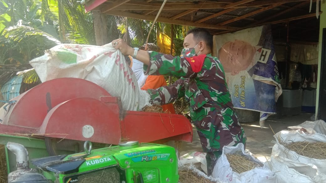 Ketahanan Pangan, Babinsa, Kabupaten, Sambas, Pasca Panen, Serda Supandi