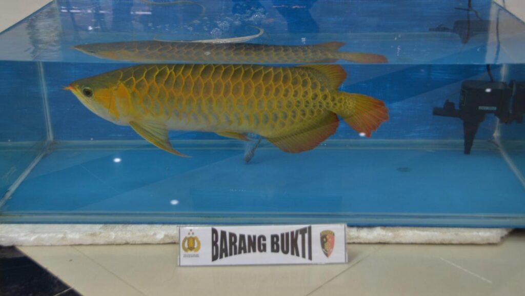 Pencuri Ikan Arwana di Bogor Berhasil Ditangkap Kasus Pencurian, Ikan Arwana, Polres Bogor,