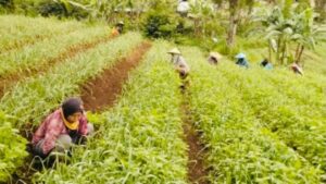 Spekulan, Tanah, Main Api, Redistribusi, Lahan HGU Spekulan Tanah Bermain Api di Program Redistribusi Lahan HGU