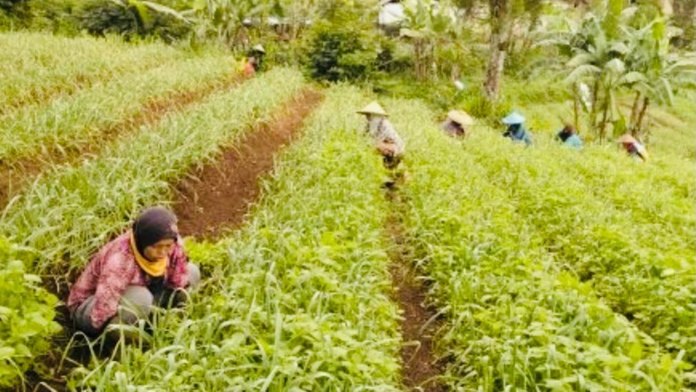 Spekulan Tanah Bermain Api di Program Redistribusi Lahan HGU