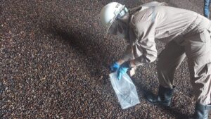 Boven Digoel Kirim 1.733 Ton Inti Kelapa Sawit ke Bontang Boven Digoel, Inti Sawit, Kelapa Sawit, Bontang, Karantina Pertanian Merauke