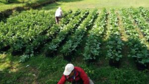 Spekulan Tanah Lahan HGU di PT MPM Spekulan Tanah, Lahan HGU, PT MPM