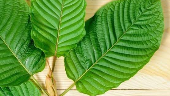 Kratom Digolongkan sebagai Narkotika, YSN Khawatir Pemerintah Salah Kratom, Narkotika, YSN, Pemerintah