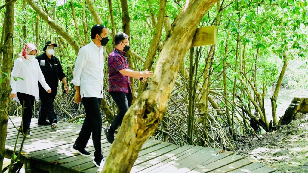 Presiden Jokowi Tinjau Hutan Mangrove di Bali Presiden Jokowi, Mangrove, Bali