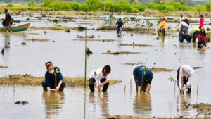 Tanam Mangrove di Tana Tidung, Presiden Jokowi Disambut Riuh Mangrove, Tana Tidung, Kalimantan Utara, Presiden Jokowi, Presiden Jokowi Disambut Riuh