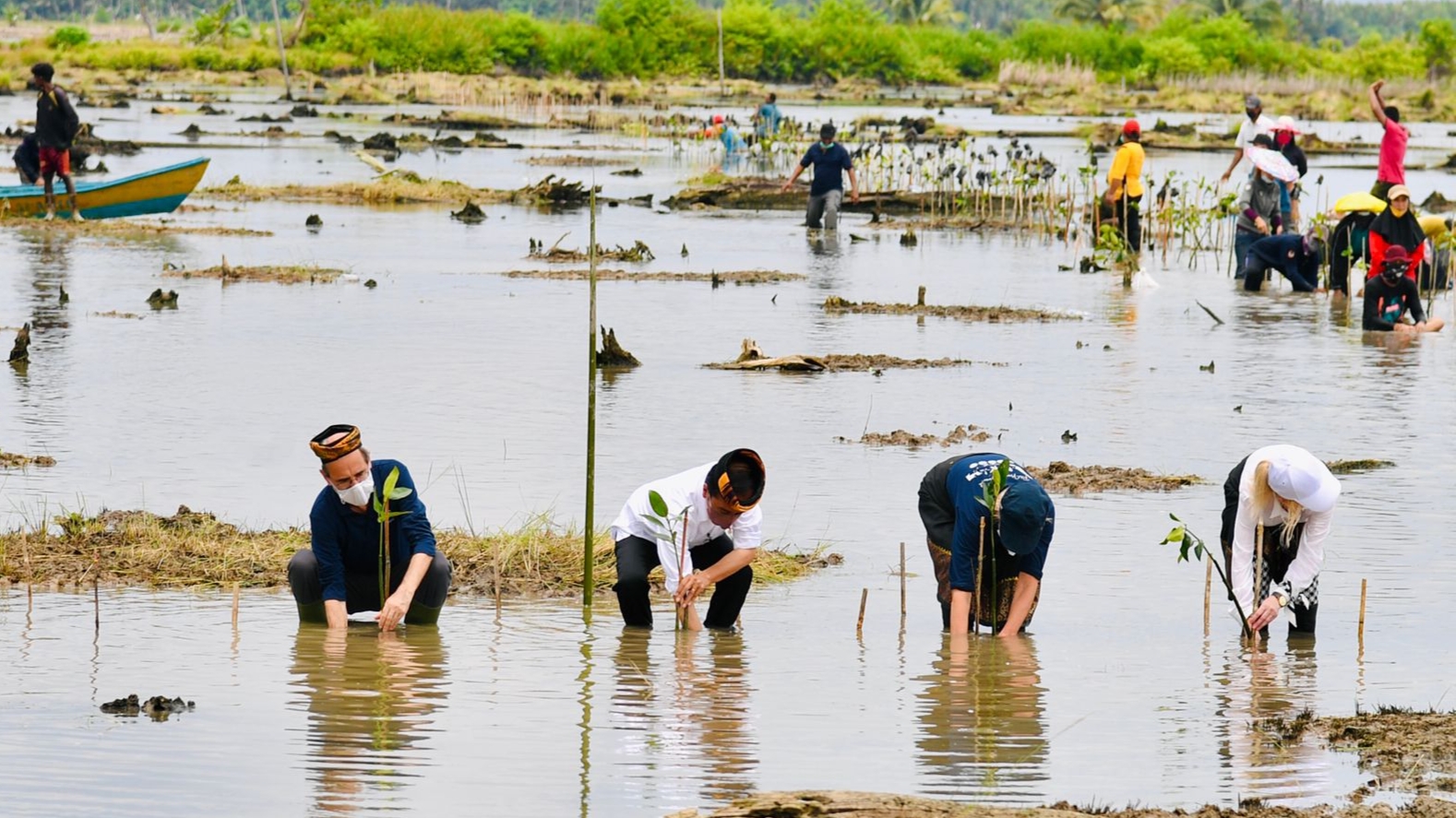 Mangrove, Tana Tidung, Kalimantan Utara, Presiden Jokowi, Presiden Jokowi Disambut Riuh