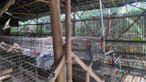 Kisah Peternak Ayam Petelur di Bogor yang Gulung Tikar Kisah Peternak Ayam, Peternak Ayam, Ayam Petelur, Peternak Bogor, Gulung Tikar