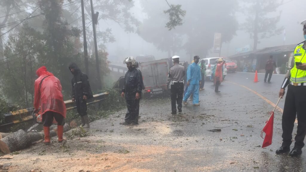 Pohon Tumbang, Puncak Bogor, Puncak Cisarua, Mobil Box