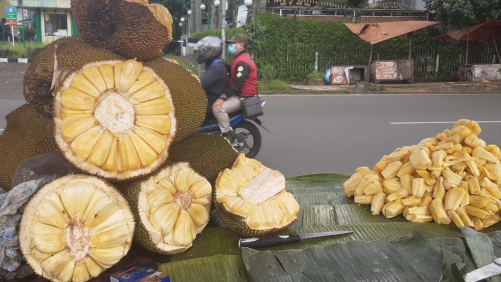 Dampak Pandemi Pedang Nangka di TMP Dreded Bisa Dihitung Jari Dampak Pandemi, Pedang Nangka, Nangka, TMP Dreded,