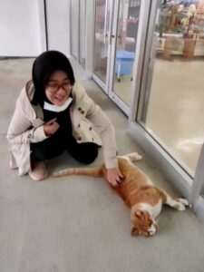 Kucing Jepang yang Mirip si Eco di Rumah Kita Kucing Jepang, Kucing, Si Eco, Rumah Kita, Apendi Arsyad