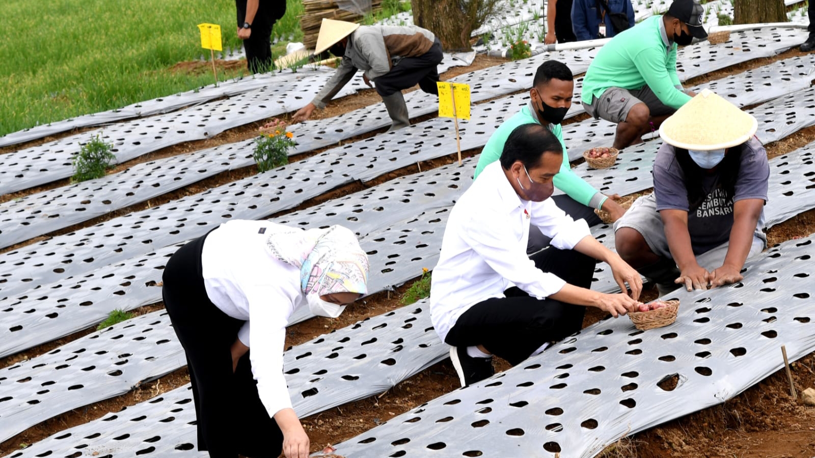 Petani, Impor Bawang, Bawang Merah, Presiiden Jokowi, Telepon Mendag