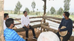 Petani Keluhkan Impor Bawang, Jokowi Langsung Telepon Mendag Petani Bawang, Impor Bawang, Jokowi Telepon Mendag, Menteri Perdagangan, Bawang Putih, Harga Bawang Putih