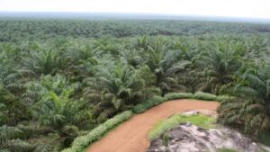 Paradoks Kebun Sawit Kuansing, Riau ? Paradoks, Kebun Sawit, Kuansing, Riau