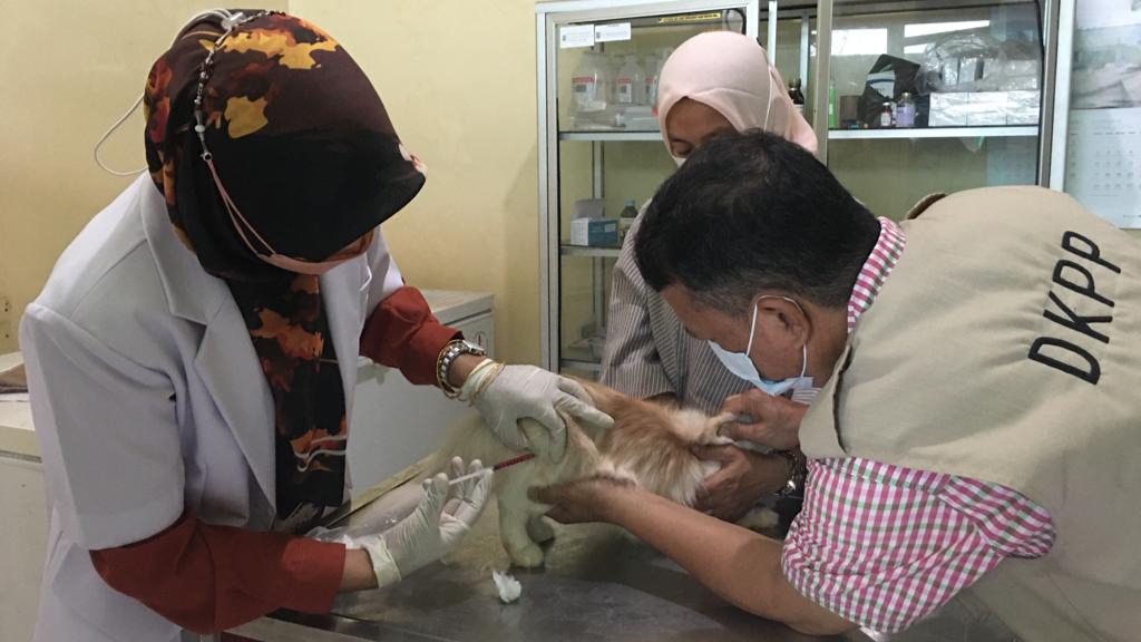 DKPP Kota Bogor Buka Layanan Kesehatan Ternak Secara Mobile DKPP Kota Bogor, Layanan Kesehatan Ternak, Kesehatan Hewan, Kesehatan Ternak, Layanan Mobile