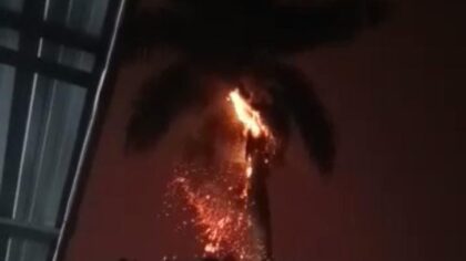 Pohon Palem di Bantarjati Hangus Tersambar Petir, Warga Panik Pohon Palem, Bantarjati, Sambar Petir, Petir, Warga Panik