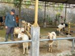 Dongkrak Ekonomi, RPH Kota Bogor Buka Sentra Penjualan Hewan Dongkrak Ekonomi, RPH Kota Bogor, Sentra Penjualan Hewan, Jual Beli Hewan