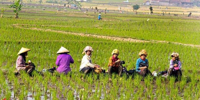 Pengarustamaan Cara Pandang Baru di Sektor Pangan Cara Pandang Baru, Sektor Pangan, Dian Novita Susanto