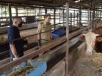 Dedie Rachim Pastikan Hewan Ternak di RPH Bubulak Berkualitas Baik Perumda PPJ, Dedie Rachim, Hewan Ternak, RPH Bubulak, RPH Kota Bogor
