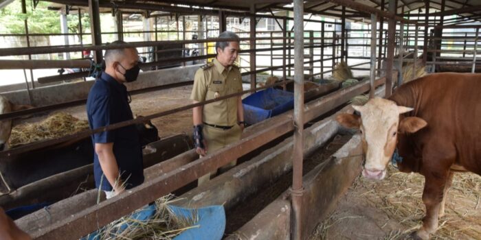 Dedie Rachim Pastikan Hewan Ternak di RPH Bubulak Berkualitas Baik Perumda PPJ, Dedie Rachim, Hewan Ternak, RPH Bubulak, RPH Kota Bogor