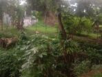 Perumkim Siapkan Program Pembibitan untuk Penghijauan di Kota Bogor Perumkim Kota Bogor, Program Pembibitan, Pembibitan Tanaman Keras, Penghijauan di Kota Bogor