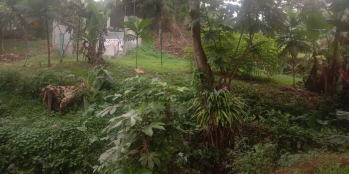 Perumkim Siapkan Program Pembibitan untuk Penghijauan di Kota Bogor Perumkim Kota Bogor, Program Pembibitan, Pembibitan Tanaman Keras, Penghijauan di Kota Bogor