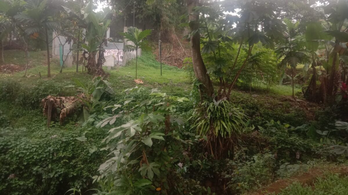 Perumkim Kota Bogor, Program Pembibitan, Pembibitan Tanaman Keras, Penghijauan di Kota Bogor