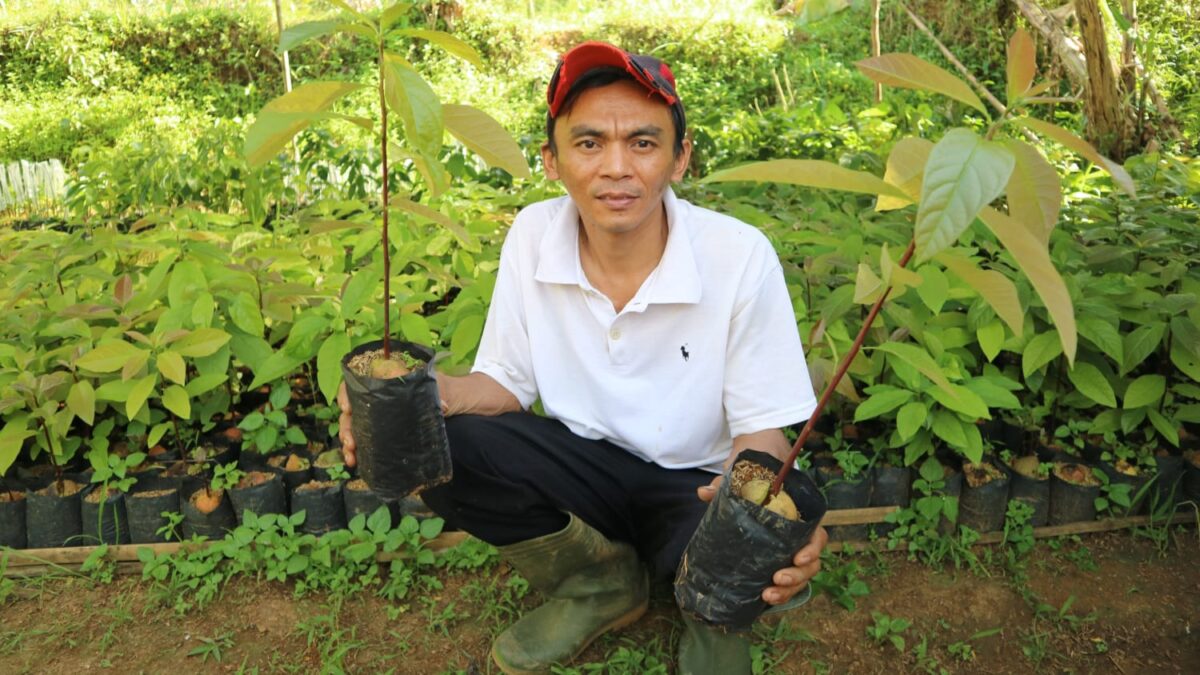 Petani Joni, Tips Budidaya Alpukat, Buah Alpukat, Alpukat Miki