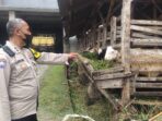 Polres Bogor Sosialisasi Cegah Penyebaran Virus PMK Polres Bogor, Sosialisasi Polres Bogor, Cegah PMK, Virus PMK