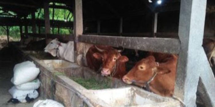 Sapi di Rembang, Virus PMK, PMK di Rembang