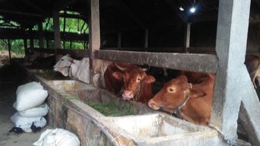 Sapi di Rembang, Virus PMK, PMK di Rembang
