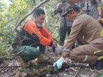 Karantina Pertanian Merauke Ikut Pelepasliaran Lima Ekor Reptil Karantina Pertanian Merauke, Pelepasliaran Reptil, Reptil