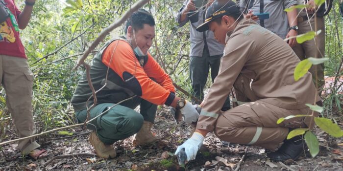Karantina Pertanian Merauke, Pelepasliaran Reptil, Reptil