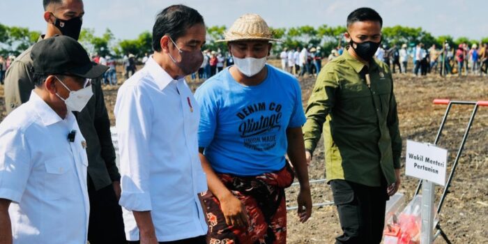 Jokowi Sebut Sorgum Menjadi Alternatif Antisipasi Krisis Pangan Global Presiden Jokowi, Sorgum, Alternatif Pangan, Krisis Pangan Global