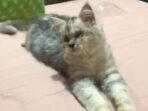 Kucing Si Uya Minggat Semalaman Kucing, Si Uya, Minggat Semalam