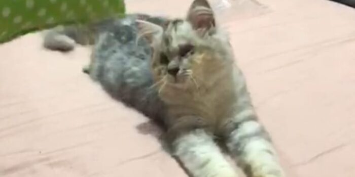 Kucing Si Uya Minggat Semalaman Kucing, Si Uya, Minggat Semalam
